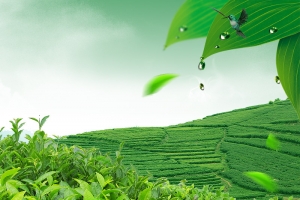 绿色茶园茶叶PSD分层主图背景素材