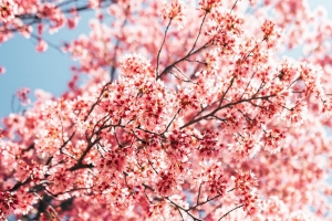 樱花 树枝 花朵 春天 宏 粉红色 4k壁纸 3840x2160