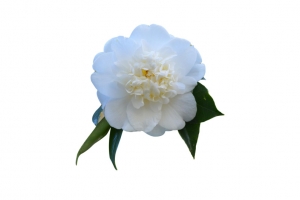 白色小清新山茶花