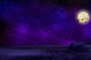 3840x2160 满月 星空 鸟类 夜晚 photoshop壁纸 背景