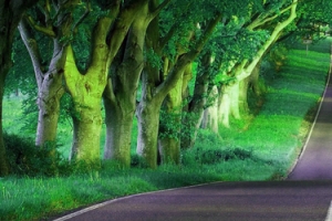 树林道路背景