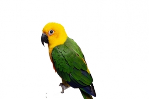 鸟