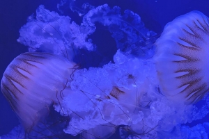 水母 触手 蓝色 深色 4k壁纸 3840x2160