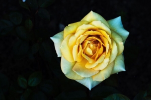玫瑰 黄色 花瓣 特写 4k壁纸 3840x2160