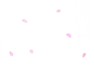 樱花花瓣