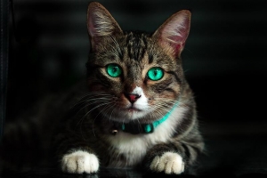 美丽的小猫咪