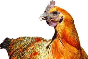 土鸡蛋动物禽类包装