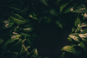 树叶 深色 植物 绿色 模糊 特写 4k壁纸 3840x2160