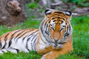 西伯利亚虎 老虎 捕食者 大猫 草 爪子 4k壁纸 3840x2160