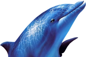 海豚