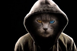 猫 引擎盖 异色 深色 严肃 4k壁纸 3840x2160