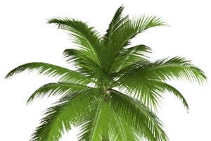 一颗单独的棕榈树