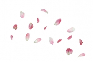 粉红花瓣漂浮