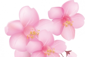 樱花花瓣元素