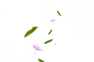 飘落的花瓣