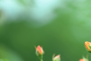 摄影清新花朵背景