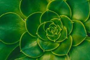 植物 多肉 绿色 叶子 对称 4k壁纸 3840x2160