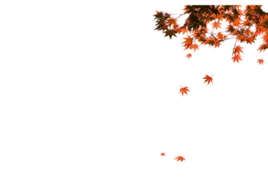 枫叶