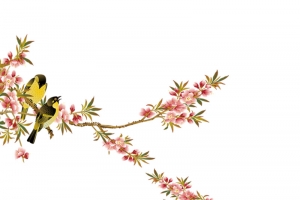 古代工笔桃花花鸟画