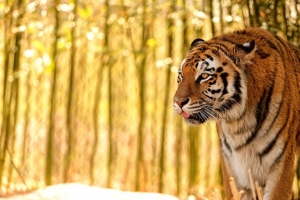 老虎 突出的舌头 捕食者 大猫 模糊 4k壁纸 3840x2160