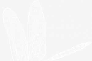 手绘蜻蜓
