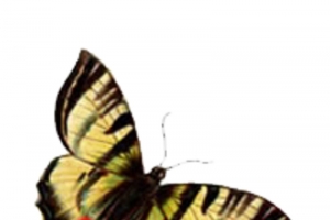 蝴蝶翅膀