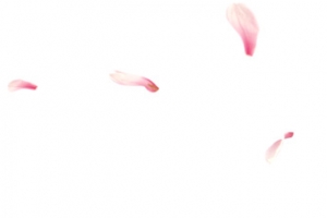 粉色漂浮泡泡花瓣高清PNG透明设计素材免费下载