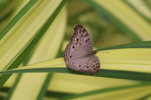 蝴蝶 昆虫 灰色 宏观 4k壁纸 3840x2160