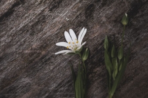  stellaria 花 花瓣 白色 石头 纹理 4k壁纸 3840x2160