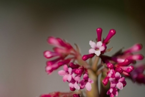 薇 花序 花 粉红色 模糊 4k壁纸 3840x2160