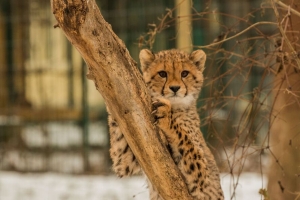 猎豹 小猫 捕食者 树 4k壁纸 3840x2160