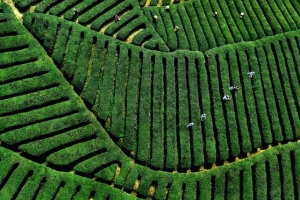 绿色高清茶园风景