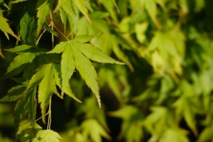 枫木 树叶 植物 绿色 宏观 4k壁纸 3840x2160