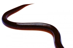 大鳝鱼高清PNG透明图片-动植物动物设计素材免费下载