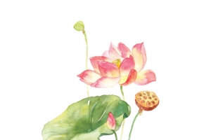 手绘荷花素材