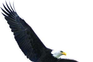 高清鹰击长空PNG透明动物装饰设计素材免费下载