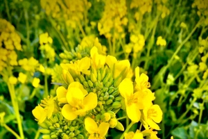 春天有生机的油菜花