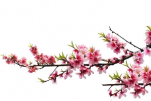 桃花高清免抠素材