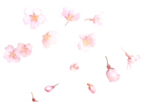 樱花花边花瓣素材