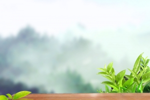 大气远山茶叶主图