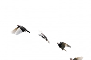 飞翔的小鸟