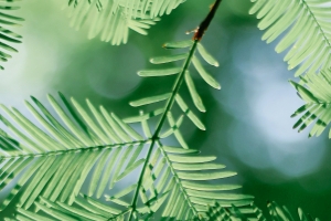 护眼 绿色植物树叶 4k手机壁纸图片