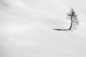 雪地 孤独 摄影 树