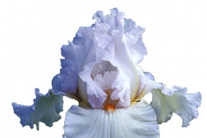 开放的花
