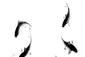 九鱼图高清PNG透明动物装饰设计素材免费下载