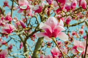木兰 花 粉红色 树 开花 4k壁纸 3840x2160