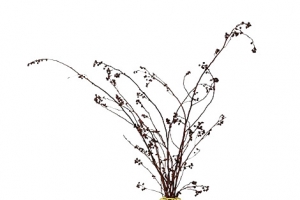 花瓶和干树枝