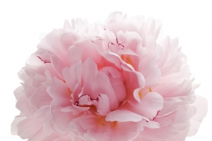 盛开的粉色鲜花