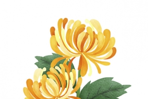 金秋秋菊手绘