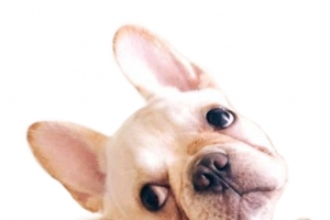 法斗;米色;法国斗牛犬;可爱;萌物